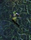 Cylania Rootstalker
