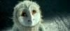 EglantineOwlsofGahoole