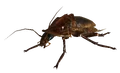 Radroach