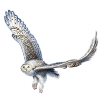 Huge item snowyowl 01.png