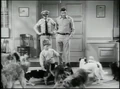 DogsMAIN