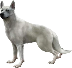 Hewie