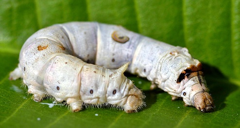 Silk And Silkworms