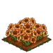 Sun Poppy extra100