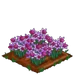 Lilac Daffy 100