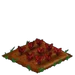 Red Spinach 66
