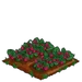 Straspberry 100