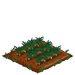 Leek 66