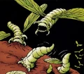 Fleshborer.jpg