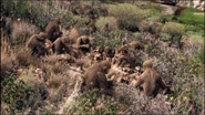 Hominid Group