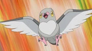 Ash Pidove