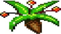 Mandrake Root