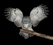 Owl Mutt