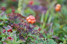 230px-Cloudberries