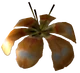 BrocFlower
