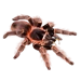 Item pinkbirdeatertarantula 01