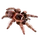 Item pinkbirdeatertarantula 01