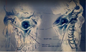 BlaaAnatomy