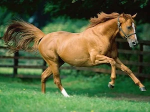 Chestnut_horse.jpg