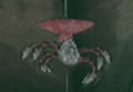 PlatformSpider.png