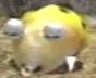 Beta Bulborbs