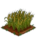 Barley 100