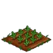 Turnip 33