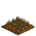 Turnip withered