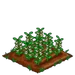 Field Bean 66