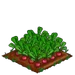 Radish 100
