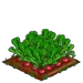 Radish extra100