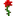 Red Rose