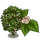 English Elm-icon