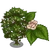 English Elm-icon.png