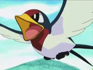 EP280 Taillow en estado salvaje