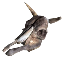 Brahmin Skull