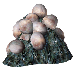 Mirelurk Eggs
