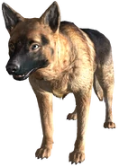 FO3DogDad