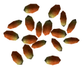 WhiteHorsenettle-PickedFromPlant