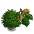 European Beech-icon.png