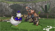 Duck