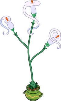 Princess Plant