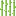 Sugar Cane