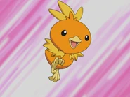 May Torchic
