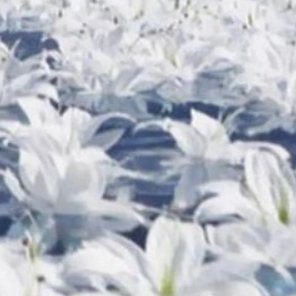 Kategoria-flora