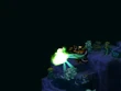 FFT Poison Frog