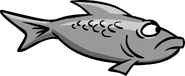 Grey fish swimming