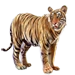 Juvenile Tiger