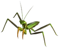Giant mantis.png