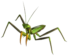 Giant mantis.png